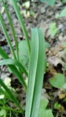 Allium scorodoprasum