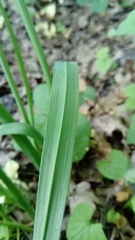 Allium scorodoprasum