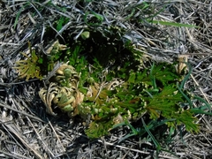 Selaginella lepidophylla
