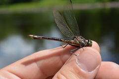 Gomphurus ventricosus