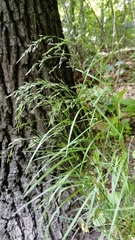 Poa nemoralis