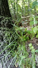 Poa nemoralis