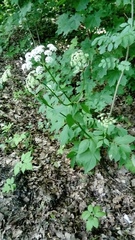 Aegopodium podagraria