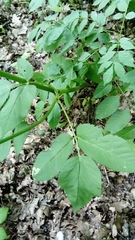 Aegopodium podagraria