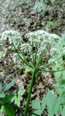 Aegopodium podagraria