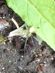 Enoplognatha ovata
