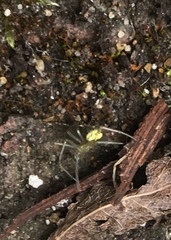 Enoplognatha ovata