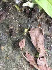 Enoplognatha ovata