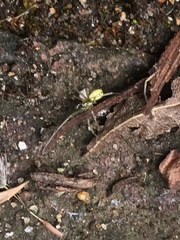 Enoplognatha ovata