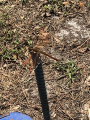 Libellula auripennis