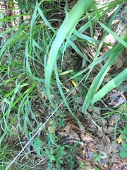 Carex oxylepis oxylepis