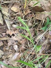 Carex oxylepis oxylepis