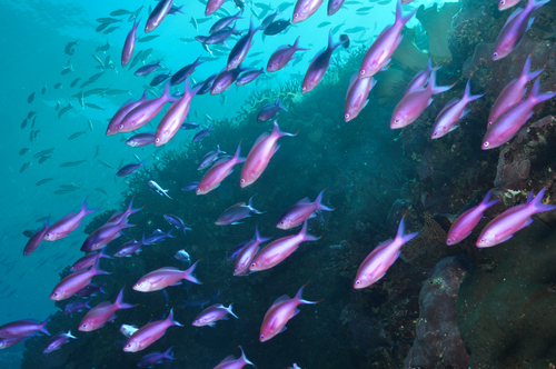 Purple queen anthias (Pseudanthias pascalus) — Serranidae