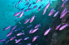 Purple Queen Anthias