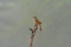 Cichladusa arquata