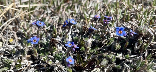 alpine forget-me-not (Eritrichium aretioides)