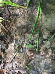 Juncus validus