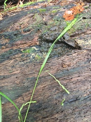 Carex debilis debilis