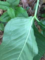 Arisaema triphyllum