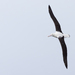 Northern Royal Albatross - Photo (c) caiden_b, some rights reserved (CC BY-NC)