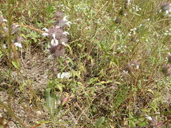 Monarda clinopodioides