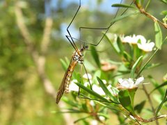 Ischnotoma rubriventris