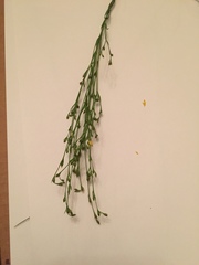 Linum medium texanum