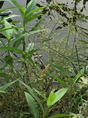 Juncus diffusissimus