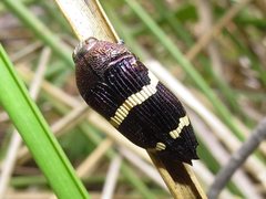 Astraeus navarchis