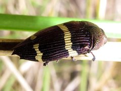 Astraeus navarchis