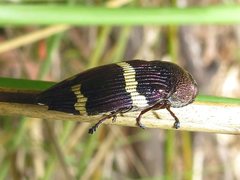 Astraeus navarchis