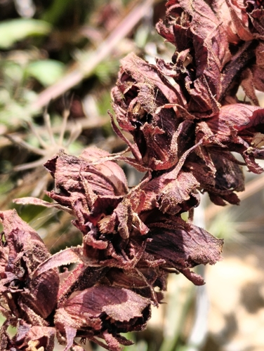 Image of Orobanche variegata by (c) Karim Haddad, some rights reserved (CC BY)