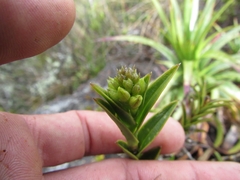 Epidendrum zipaquiranum