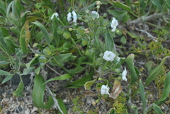 Zephyra