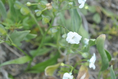 Zephyra