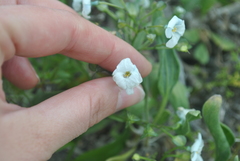 Zephyra