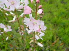 Sidalcea campestris