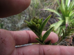 Epidendrum zipaquiranum