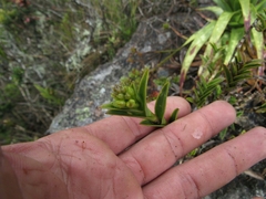 Epidendrum zipaquiranum