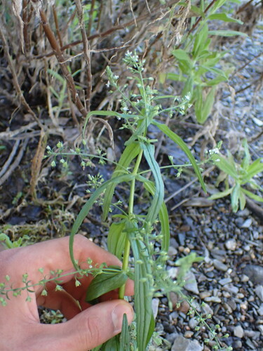 Image of Veronica anagalloides by (c) Franck Cabot, some rights reserved (CC BY)