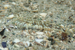 Pomatoschistus pictus