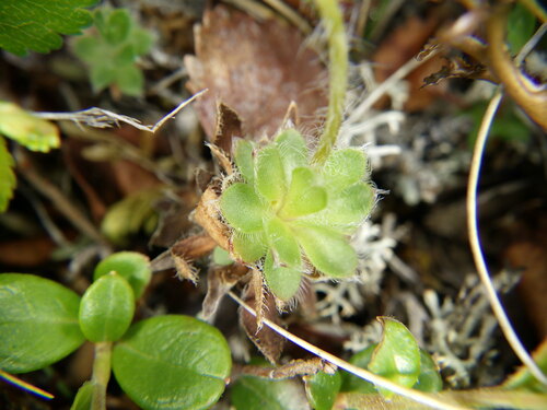 Image of Androsace lehmanniana by no rights reserved