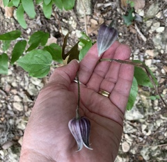 Clematis pitcheri