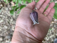 Clematis pitcheri