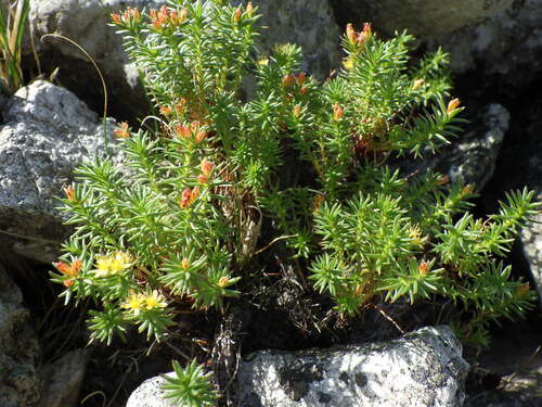 Image of Rhodiola quadrifida by no rights reserved