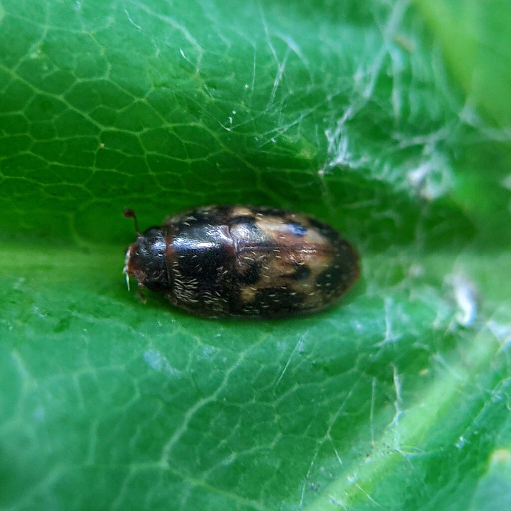 Cryptarcha undata