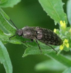 Actenicerus siaelandicus