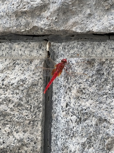 Scarlet Skimmer