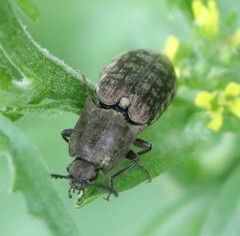 Actenicerus siaelandicus