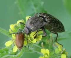 Actenicerus siaelandicus